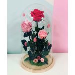 cupulagrandeenflorpreservadaoliofilizadaentonosrosas
