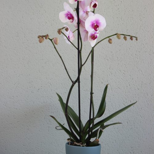 Orquidea blanca y rosa con macetero