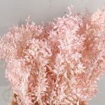 Tallo ruscus preservado rosa