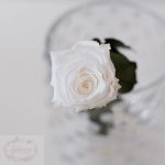 Rosa preservada blanca acetato