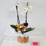 Orquidea blanca love