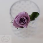Rosa preservada lila acetato