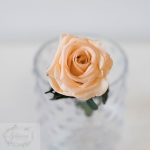 Rosa preservada melocotón acetato