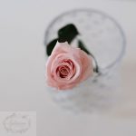 Rosa preservada rosa pastel acetato