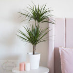 Dracena