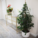 Ficus