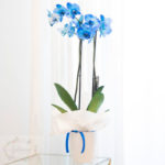 Orquidea azul
