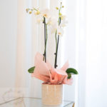 Orquidea blanca
