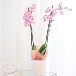 Orquidea lila