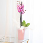 Orquidea rosa