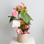 Anthurium Rosa