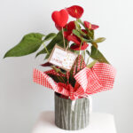 Anthurium Rojo